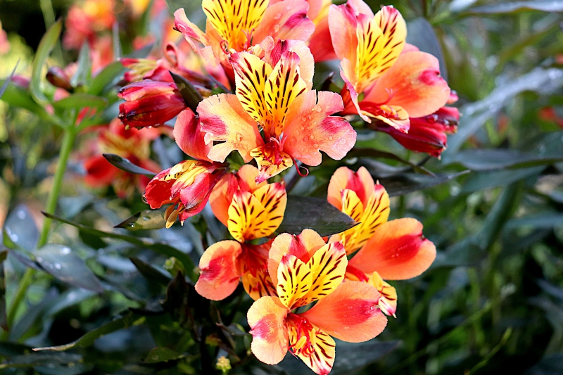 fleuriste-COURMES-min_freesia-5002075